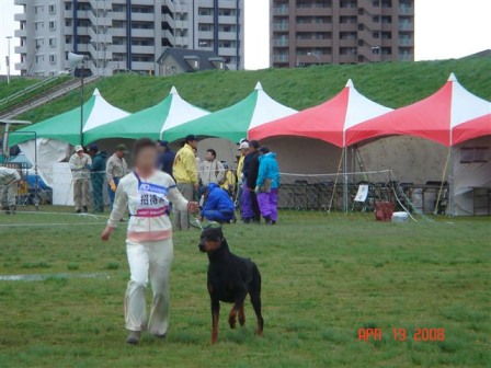 ２００８年　日本チャンピオン決定審査会　　　　招待犬の部(^m^)ぷぷぷ_b0004752_23453283.jpg