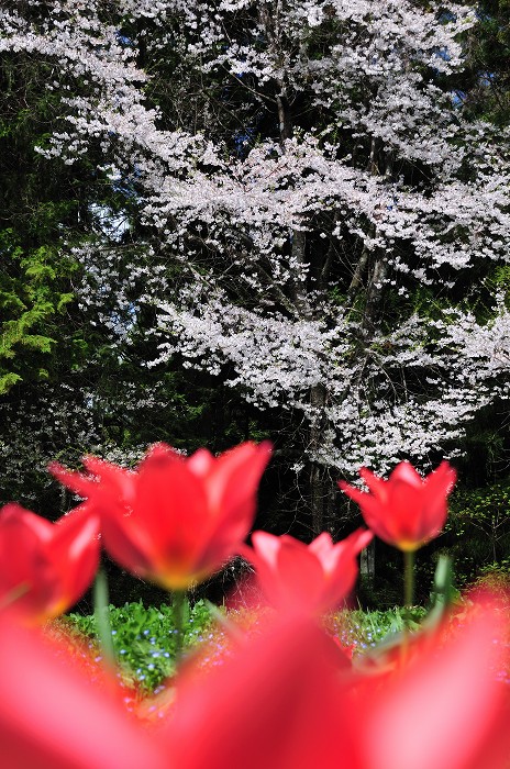 福与城址公園の桜_c0050853_19573578.jpg