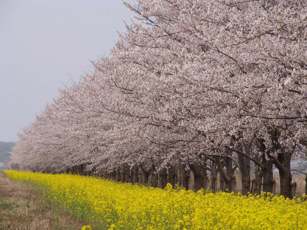 桜 秋田県大潟村 菜の花ロード Naturalscenery Alive