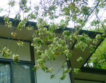 2008年4月20日（日）　黄緑色の桜_b0137657_21481047.jpg