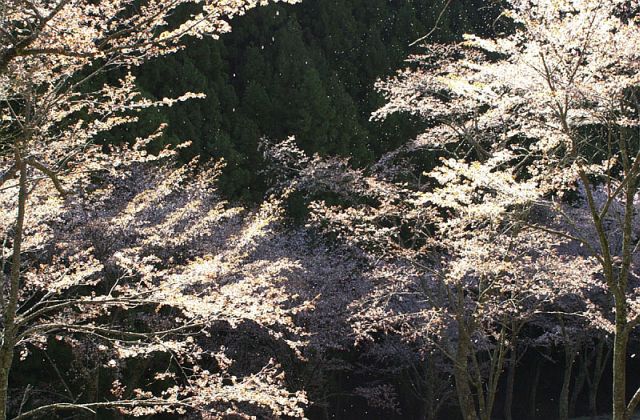 4月29日（火曜昭和の日）吉野山ハイキングへ行きましょう_d0090359_00722.jpg