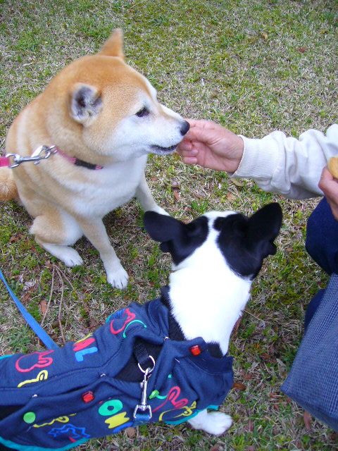 4月20日(日)勝浦の朝は早いのです!!_f0060461_8472881.jpg