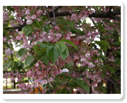 桜の通り抜け～Japan Mint Cherry Blossom Viewing_e0129862_1645393.jpg