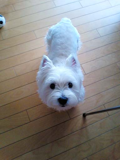 9mmバリカン_b0107163_0205377.jpg