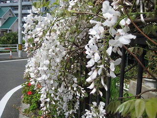 しゃくやく、藤の花の美しい季節～旬の花を愛でる幸せ_a0093965_1162663.jpg