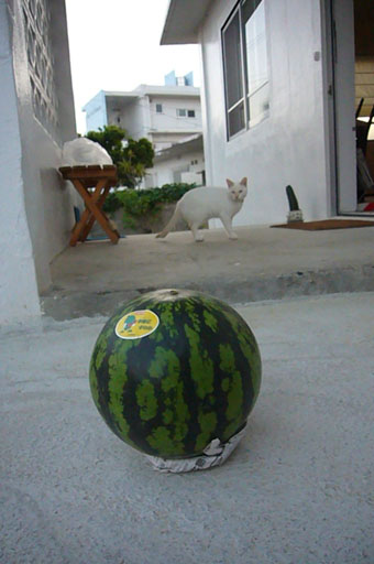 watermelon._c0153966_19273910.jpg