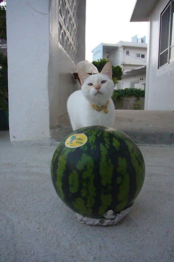 watermelon._c0153966_19303251.jpg