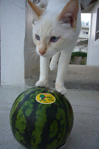 watermelon._c0153966_19322146.jpg