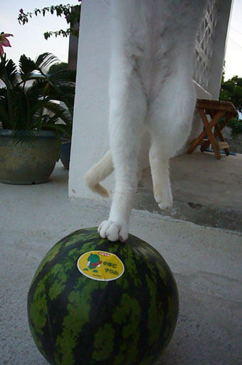 watermelon._c0153966_19331053.jpg