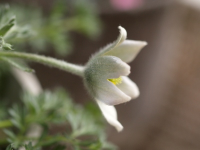 プルサティラ・アルバナ　Pulsatilla　albana_d0025568_1926950.jpg