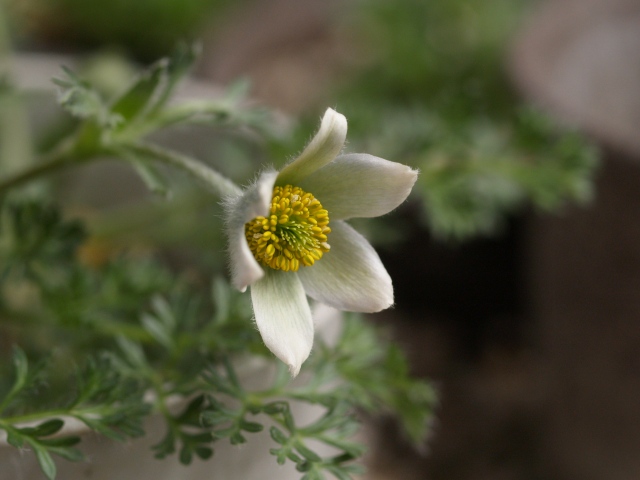 プルサティラ・アルバナ　Pulsatilla　albana_d0025568_193477.jpg