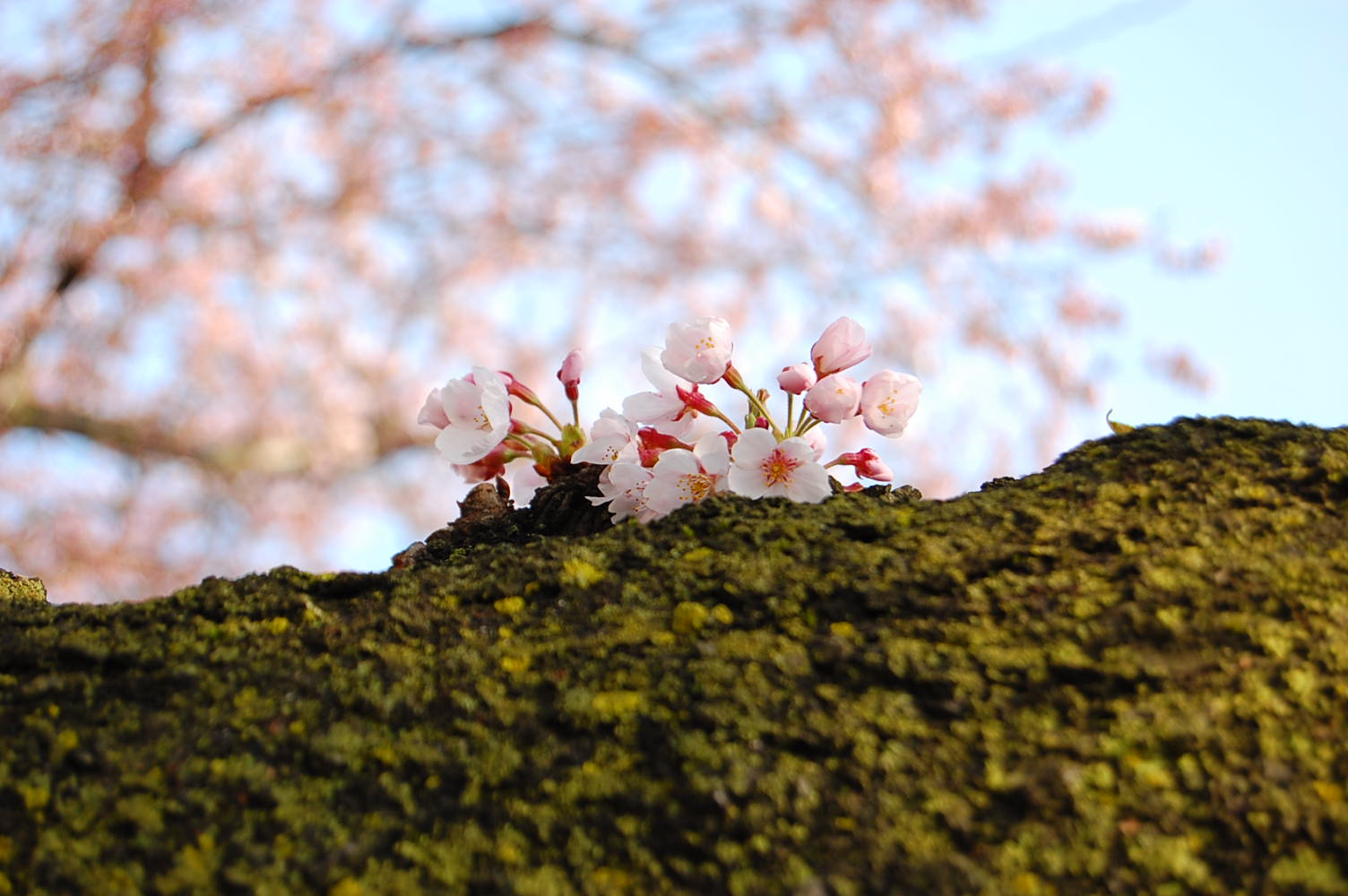 桜が咲き出して_d0064374_8402679.jpg