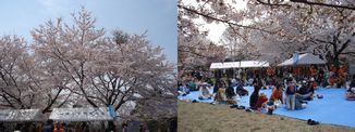 長命館公園さくら祭_d0029276_1947553.jpg