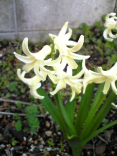 e0046477_17153116.jpg