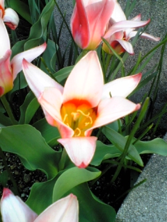 e0046477_17202038.jpg
