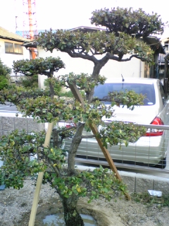 e0046477_17211999.jpg