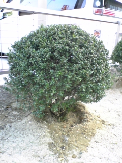 e0046477_17215786.jpg