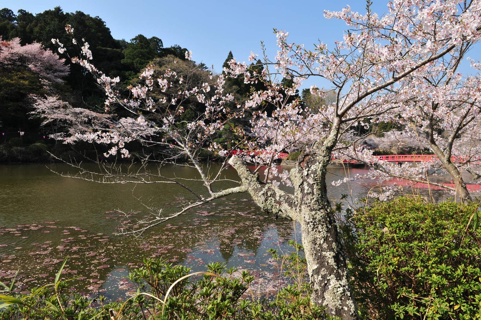 茂原公園の桜－ベイヤー機で_e0071178_18555369.jpg