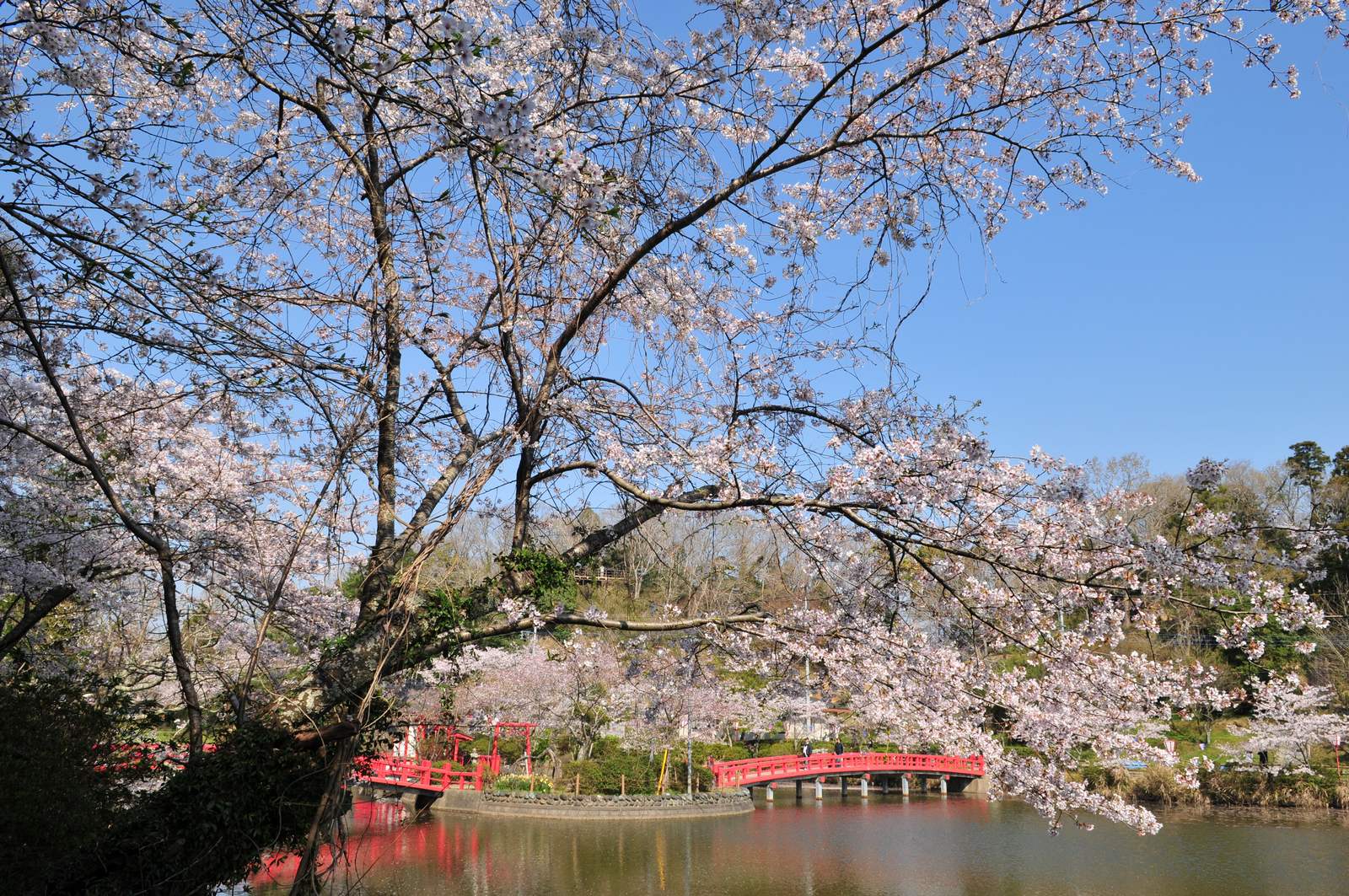 茂原公園の桜－ベイヤー機で_e0071178_19134572.jpg