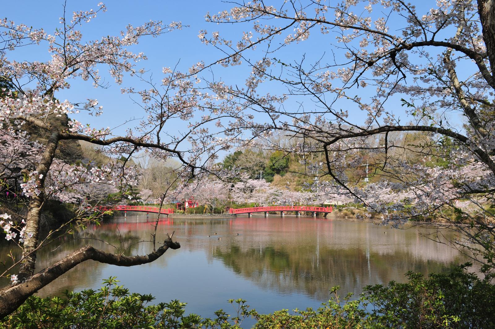 茂原公園の桜－ベイヤー機で_e0071178_19153883.jpg