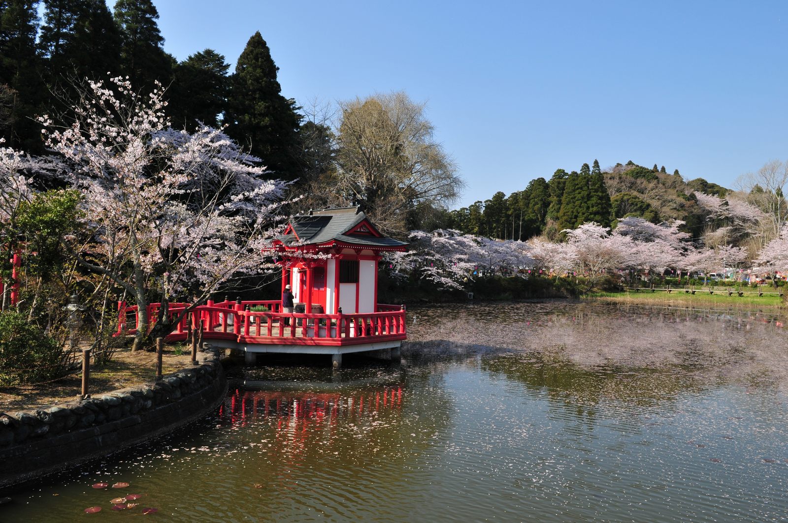 茂原公園の桜－ベイヤー機で_e0071178_19848.jpg