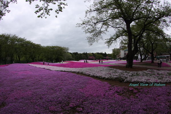 芝桜～館林野鳥の森_c0107788_18455117.jpg