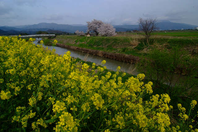 北琵琶湖方面３_c0022089_21543999.jpg