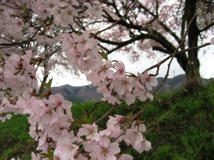 須坂の桜_e0124493_23425649.jpg