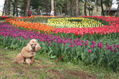 *　花曜日　*　　　-2008年04月20日(日)-_f0118293_22105775.jpg