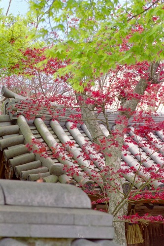 太山寺の風景_f0073398_2123249.jpg