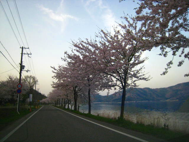 [楽浪の近江]海津大崎の桜＠高島市マキノ町_d0121300_2173144.jpg