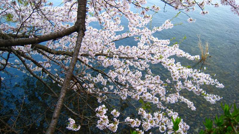 [楽浪の近江]海津大崎の桜＠高島市マキノ町_d0121300_2182651.jpg