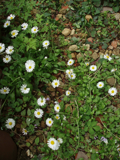 c0129702_20344838.gif