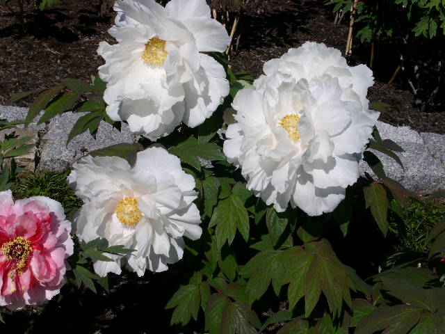 c0152507_06212.jpg