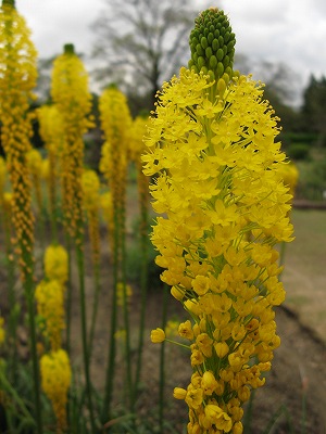 京都府立植物園４_c0132711_18232731.jpg