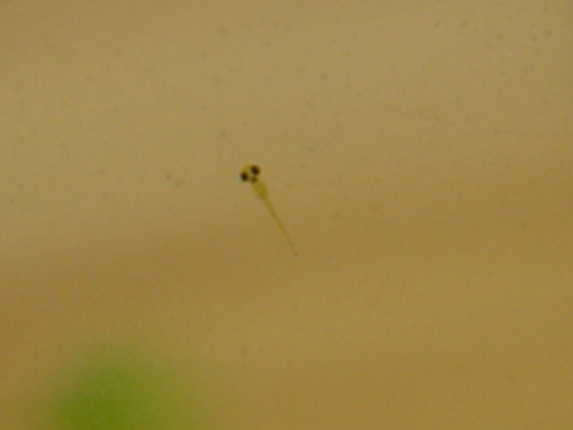 c0047812_1361395.jpg