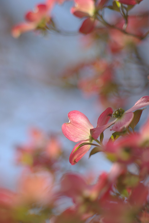 Super-Takumar 85mm F1.9_c0136330_15591197.jpg