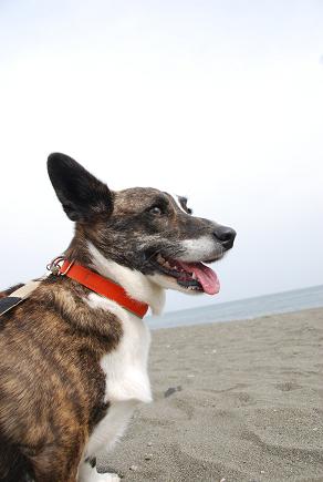 海は犬連れ_c0099133_9185985.jpg