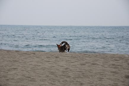 海は犬連れ_c0099133_920233.jpg