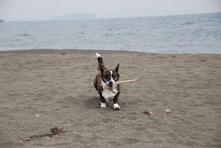 海は犬連れ_c0099133_9211362.jpg