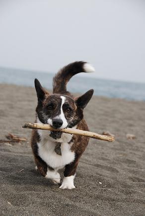 海は犬連れ_c0099133_9212513.jpg