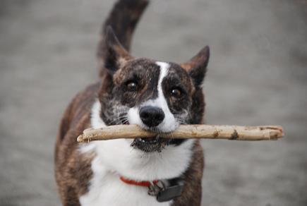 海は犬連れ_c0099133_9213373.jpg