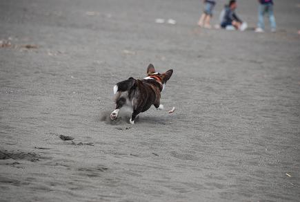 海は犬連れ_c0099133_921495.jpg