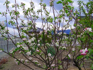 リンゴの花が終わってしまいます。_e0137353_1749351.jpg