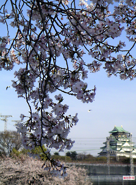 造幣局の通り抜けの桜（３）　ミノルタ DiMAGE Xt _f0140054_21521149.jpg