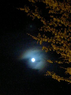e0107456_22012.jpg