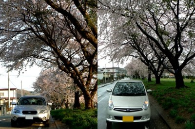 両方で桜。_a0047157_23133033.jpg