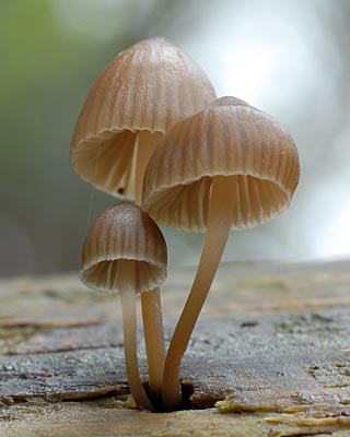 e0035757_1110858.jpg