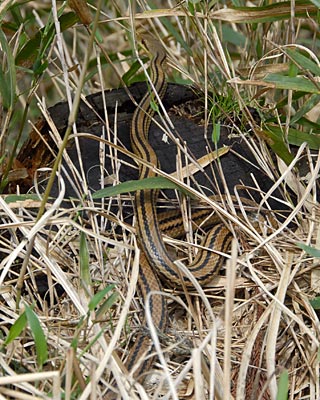e0035757_1184096.jpg