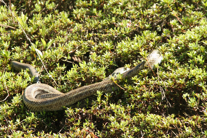 e0086860_21325667.jpg